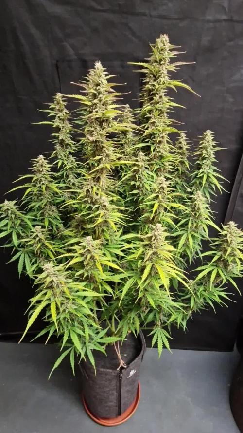 Bruce Banner Automatic