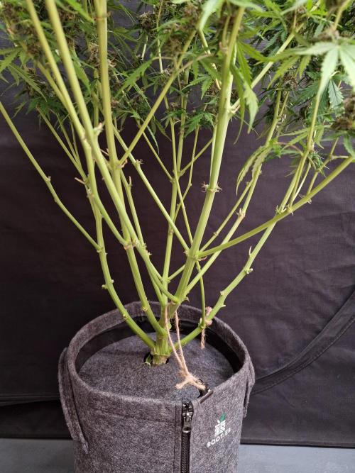 Bruce Banner Automatic. Week 7 - Bruce Banner #1