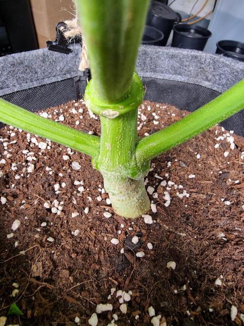 Bruce Banner Automatic. Week 7 - Bruce Banner #1