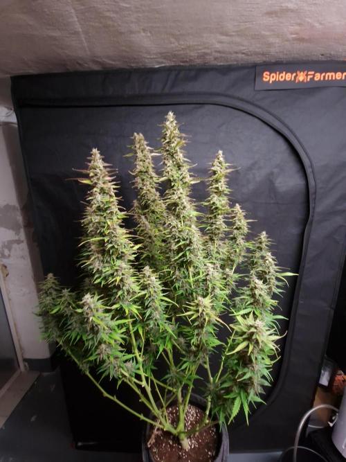 Bruce Banner Automatic. Week 7 - Bruce Banner #1