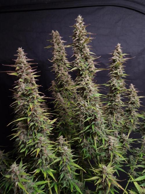 Bruce Banner Automatic. Week 7 - Bruce Banner #1