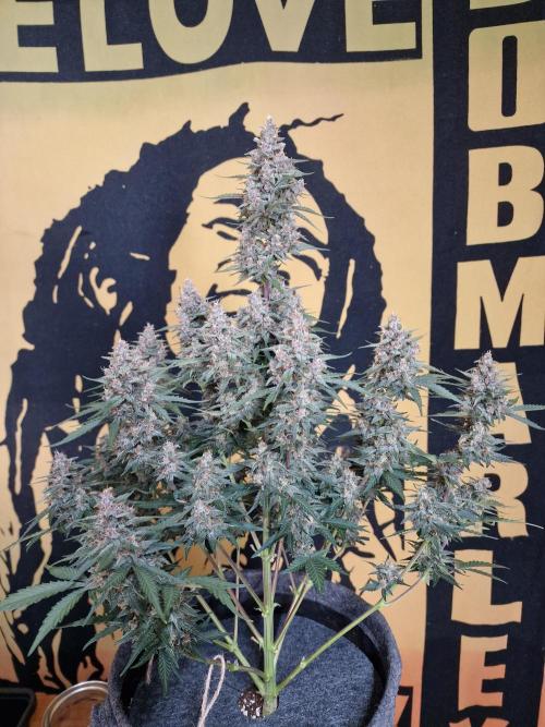 Gorilla Punch Automatic #2. Week 7