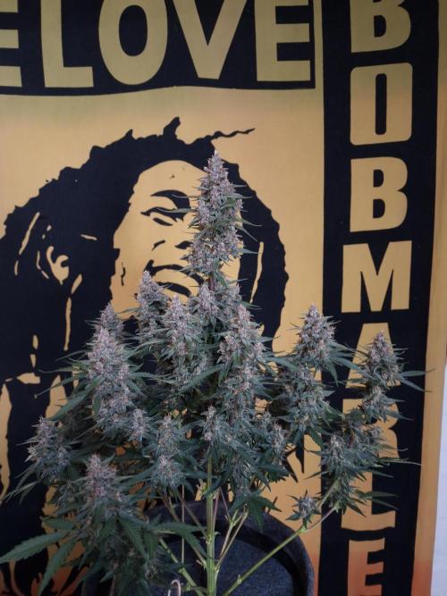 Gorilla Punch Automatic #2. Week 7