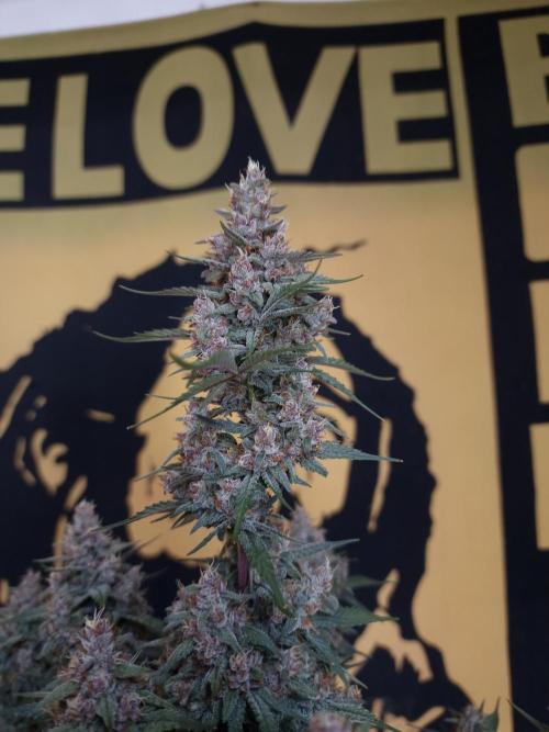 Gorilla Punch Automatic #2. Week 7