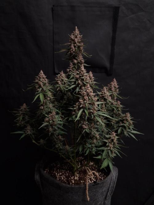 Gorilla Punch Automatic #2. Week 7