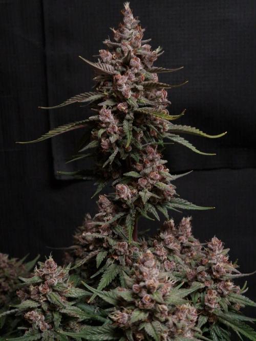 Gorilla Punch Automatic #2. Week 7