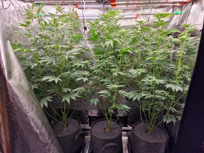 Blueberry Cupcake first Photoperiodics. Week 8 - Day 50