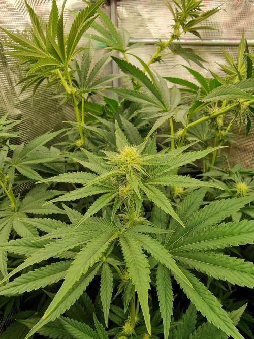 Blueberry Cupcake first Photoperiodics. Week 8 - Day 50#1