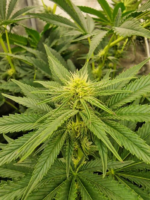 Blueberry Cupcake first Photoperiodics. Week 8 - Day 50#1