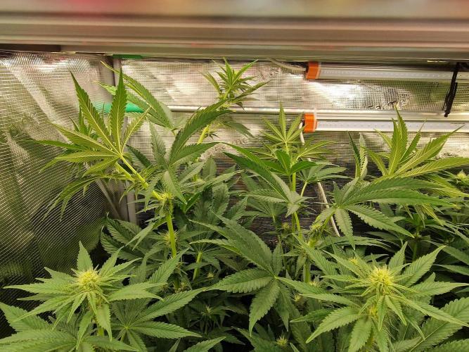 Blueberry Cupcake first Photoperiodics. Week 8 - Day 50#1