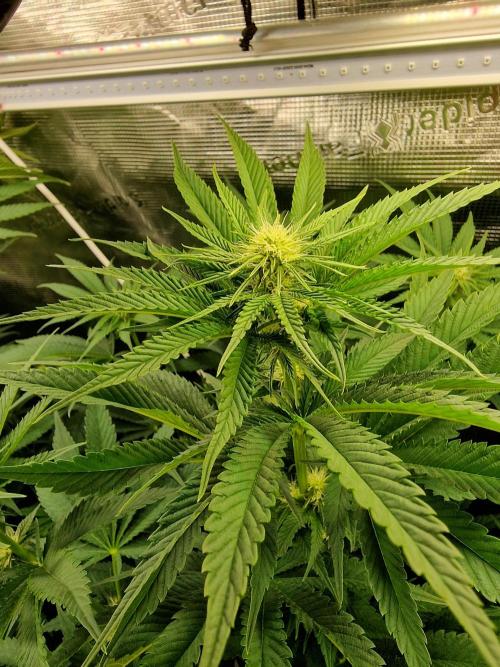 Blueberry Cupcake first Photoperiodics. Week 8 - Day 50 #2