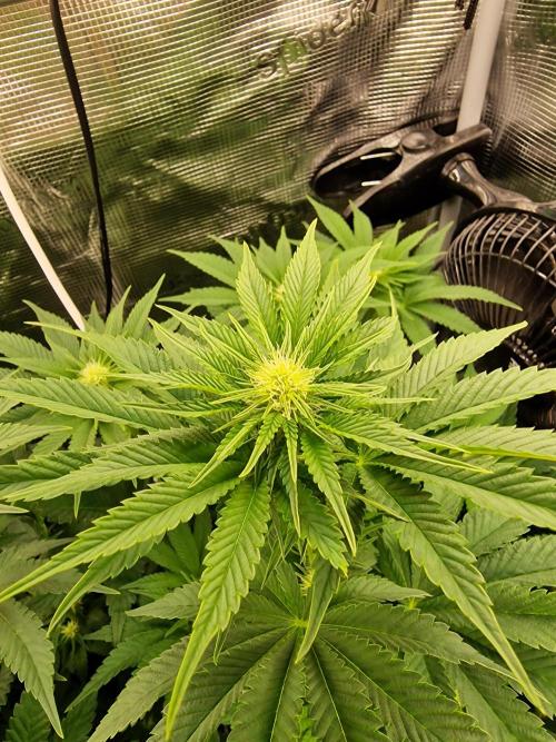 Blueberry Cupcake first Photoperiodics. Week 8 - Day 50 #3