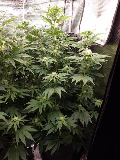 Blueberry Cupcake first Photoperiodics. Week 8 - Day 51 #3