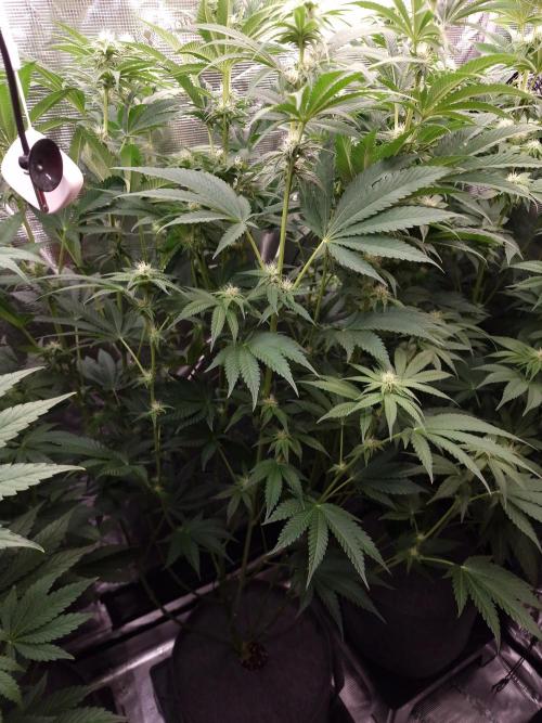 Blueberry Cupcake first Photoperiodics. Week 8 - Day 51 #2