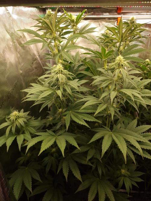 Blueberry Cupcake first Photoperiodics. Week 8 - Day 51 #1