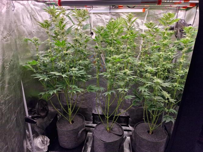 Blueberry Cupcake first Photoperiodics. Week 8 - Day 53