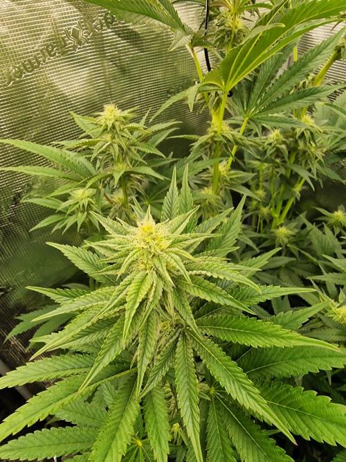 Blueberry Cupcake first Photoperiodics. Week 8 - Day 53 #1