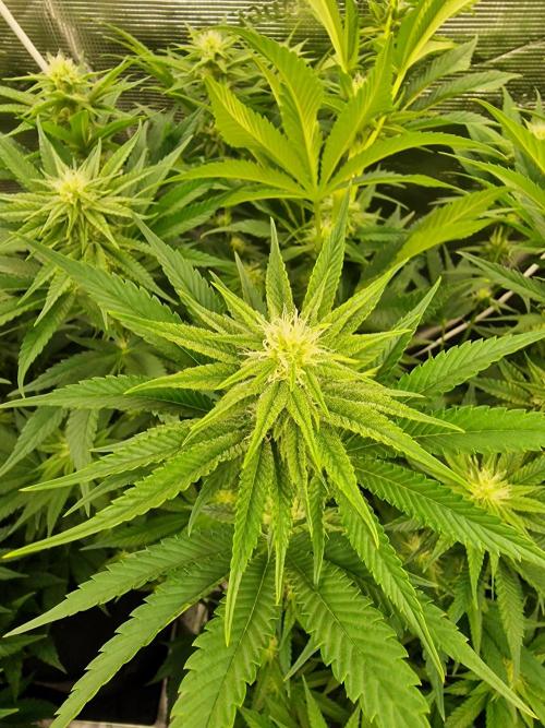 Blueberry Cupcake first Photoperiodics. Week 8 - Day 53 #2