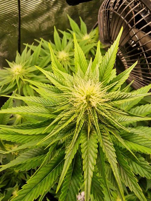 Blueberry Cupcake first Photoperiodics. Week 8 - Day 53 #3