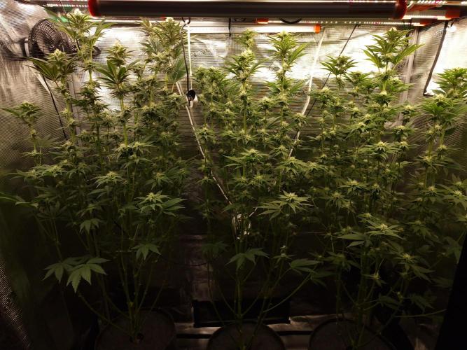 Blueberry Cupcake first Photoperiodics. Week 8 - Day 55