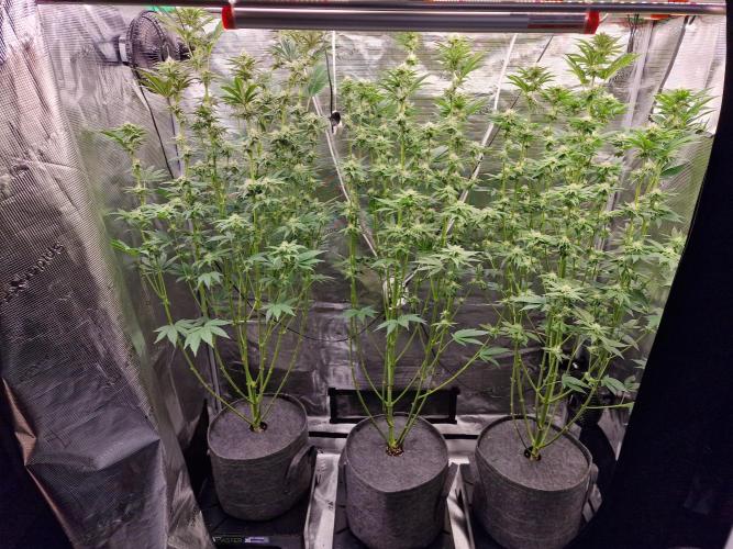 Blueberry Cupcake first Photoperiodics. Week 8 - Day 55