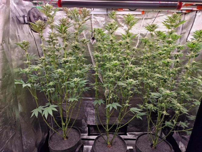 Blueberry Cupcake first Photoperiodics. Week 8 - Day 56 