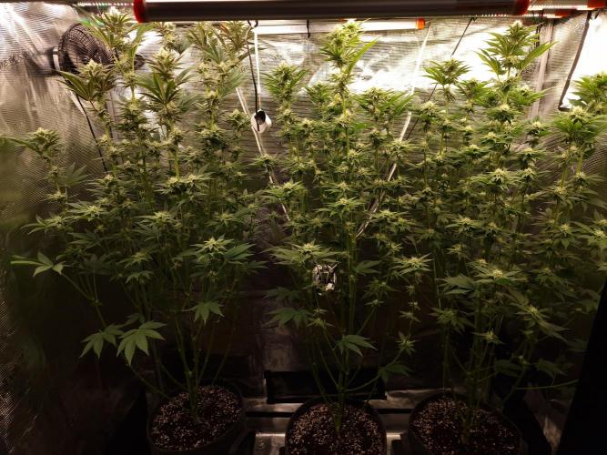 Blueberry Cupcake first Photoperiodics. Week 8 - Day 56