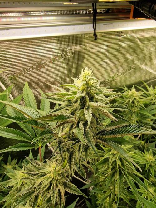 Blueberry Cupcake first Photoperiodics. Week 8 - Day 56 #1