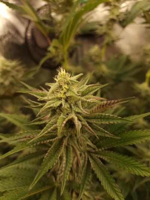 Blueberry Cupcake first Photoperiodics. Week 8 - Day 56 #1