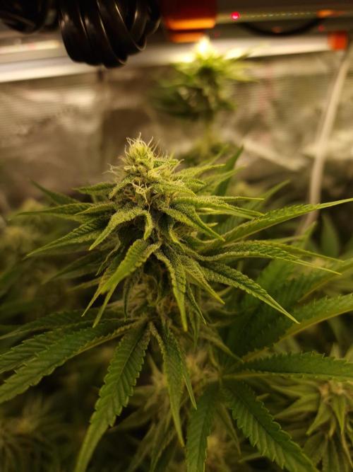 Blueberry Cupcake first Photoperiodics. Week 8 - Day 56 #2