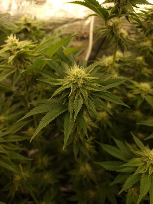 Blueberry Cupcake first Photoperiodics. Week 8 - Day 56 #2