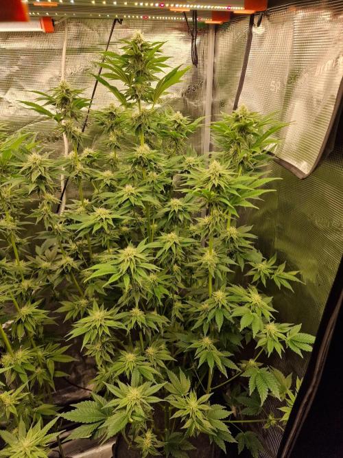 Blueberry Cupcake first Photoperiodics. Week 8 - Day 56 #3