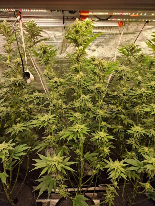 Blueberry Cupcake first Photoperiodics. Week 8 - Day 56 #2