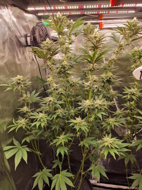 Blueberry Cupcake first Photoperiodics. Week 8 - Day 56 #1