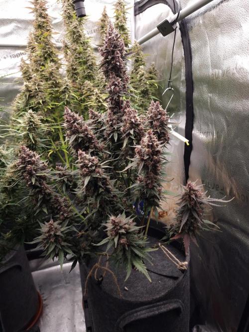 Gorilla Punch Automatic #2. Week 8