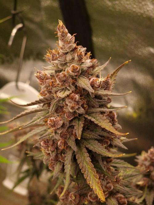 Gorilla Punch Automatic #2. Week 8