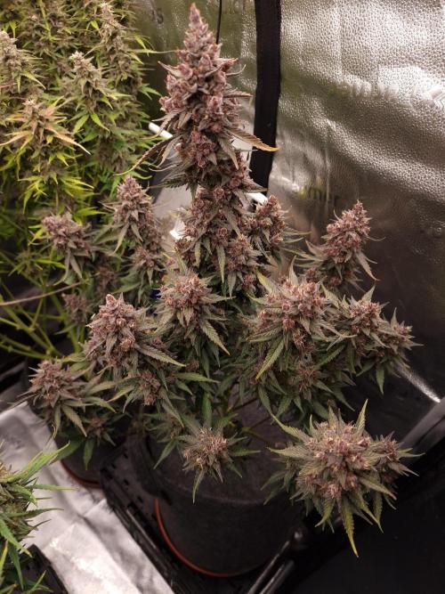 Gorilla Punch Automatic #2. Week 8