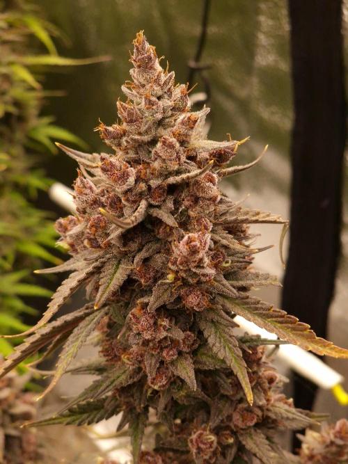 Gorilla Punch Automatic #2. Week 8