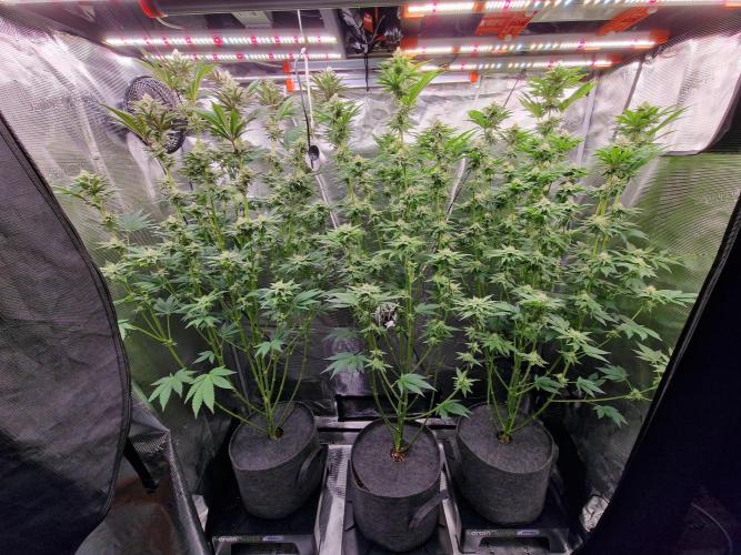 Blueberry Cupcake first Photoperiodics. Week 9 - day 57