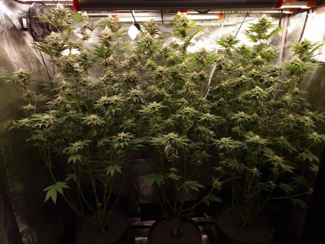 Blueberry Cupcake first Photoperiodics. Week 9 - day 57