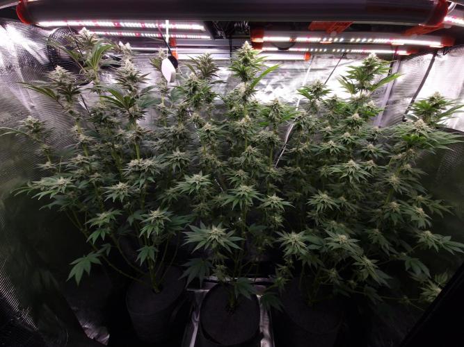 Blueberry Cupcake first Photoperiodics. Week 9 - day 59