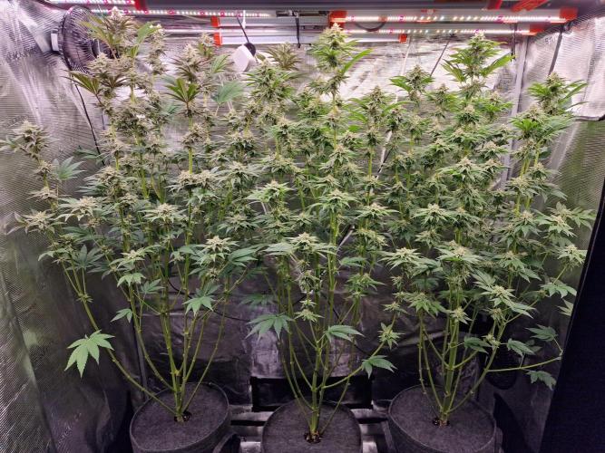 Blueberry Cupcake first Photoperiodics. Week 9 - day 61