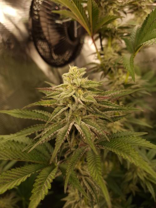 Blueberry Cupcake first Photoperiodics. Week 9 - day 61 #1