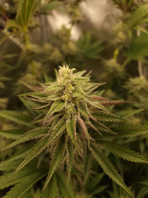 Blueberry Cupcake first Photoperiodics. Week 9 - day 61 #1