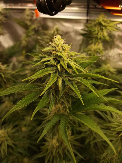 Blueberry Cupcake first Photoperiodics. Week 9 - day 61 #2