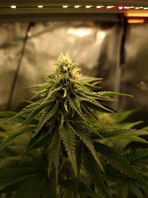 Blueberry Cupcake first Photoperiodics. Week 9 - day 61 #2