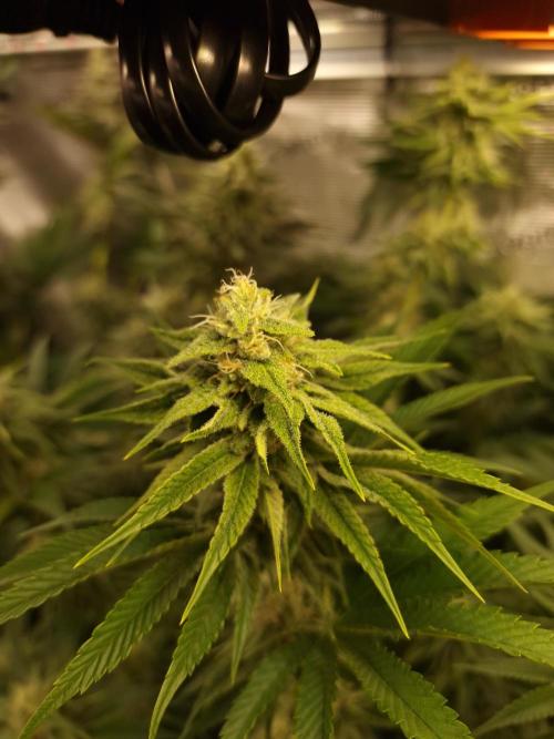 Blueberry Cupcake first Photoperiodics. Week 9 - day 61 #3