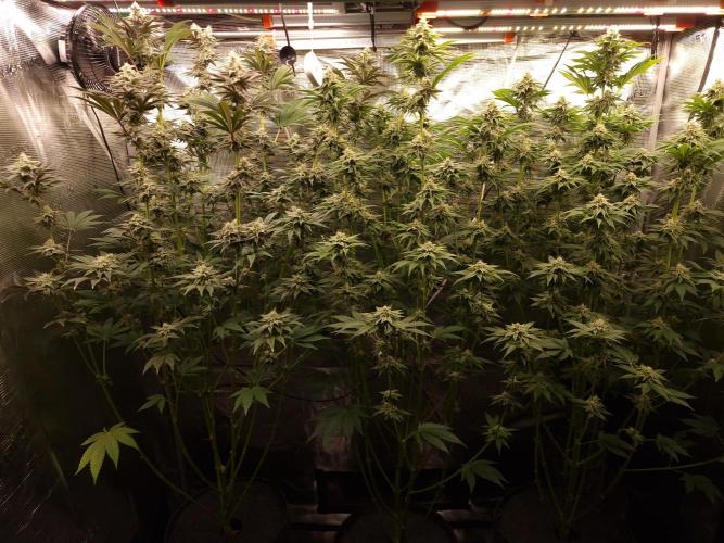 Blueberry Cupcake first Photoperiodics. Week 9 - day 63