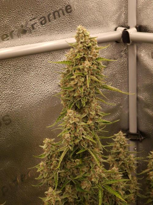 Bruce Banner Automatic. Week 8 - #2