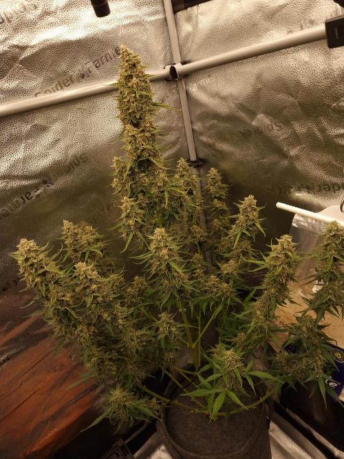 Bruce Banner Automatic. Week 8 - #2